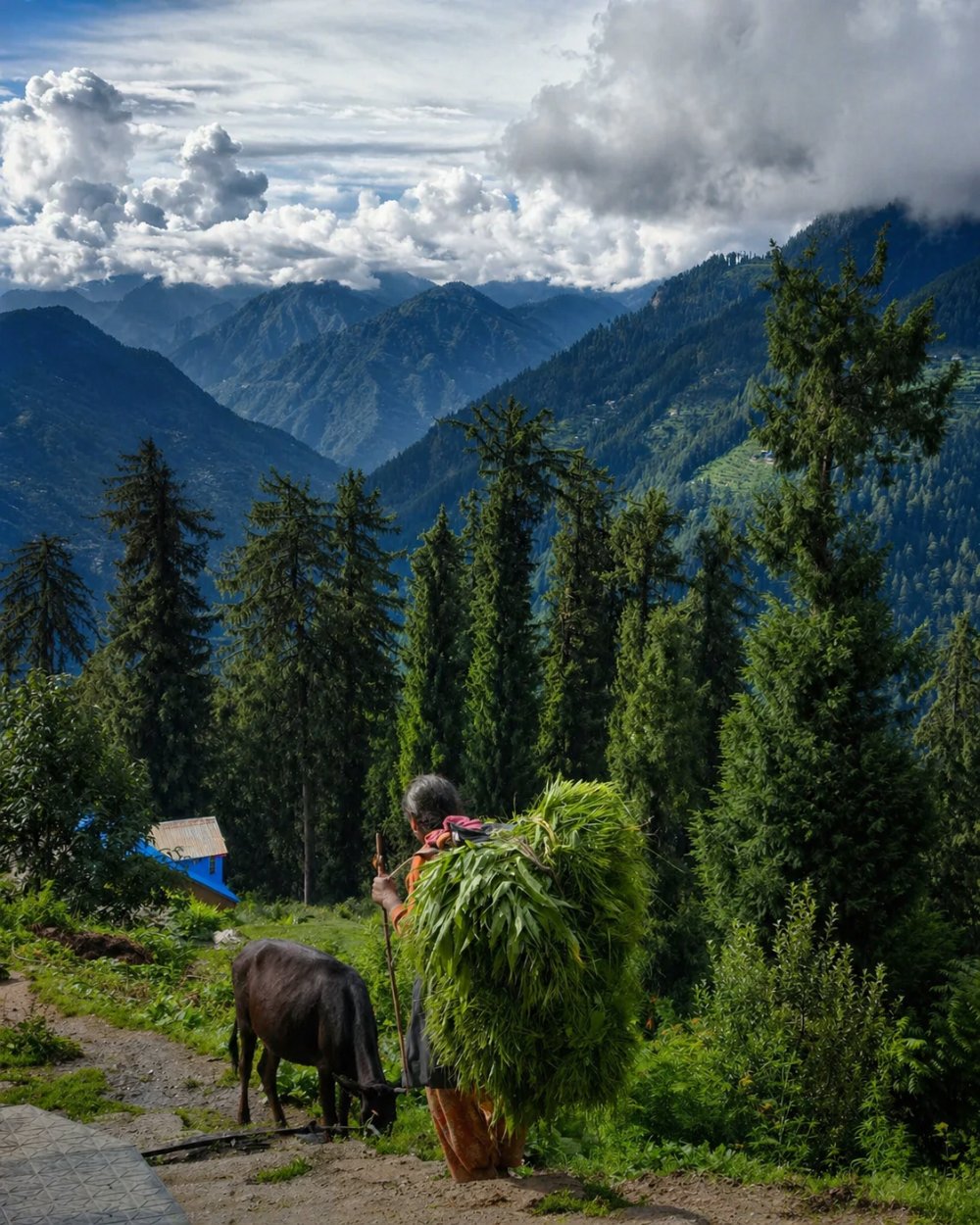 sojha view